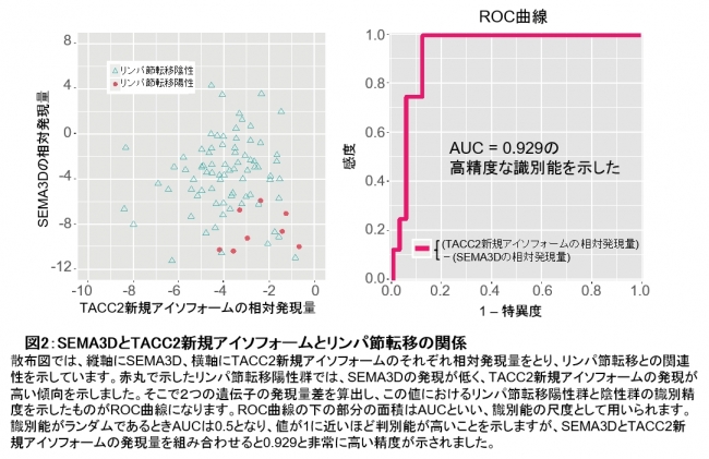 図2：SEMA3DとTACC2新規アイソフォームとリンパ節転移の関係