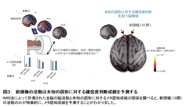 図３：　前頭極の活動は未知の図形に対する確信度判断成績を予測する