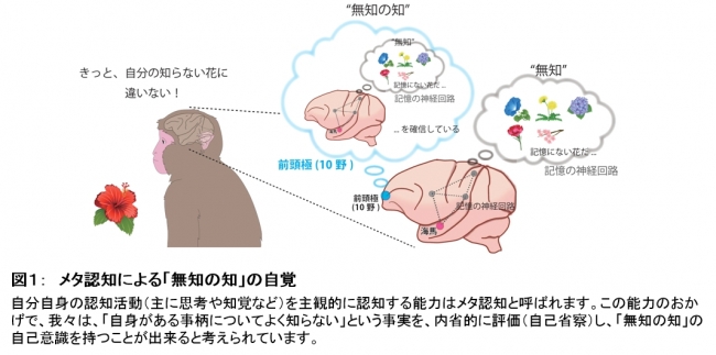 図１：　メタ認知による「無知の知」の自覚