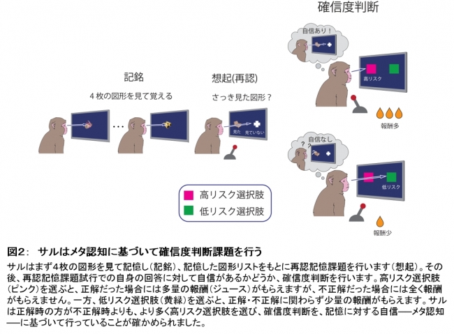 図２：　サルはメタ認知に基づいて確信度判断課題を行う