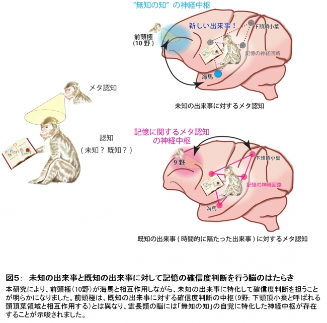 図５：　未知の出来事と既知の出来事に対して記憶の確信度判断を行う脳のはたらき