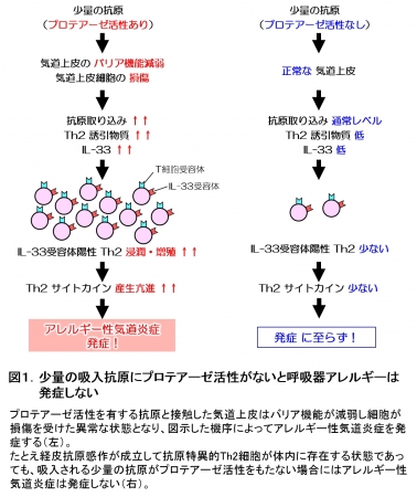 図１．少量の吸入抗原にプロテアーゼ活性がないと呼吸器アレルギーは発症しない