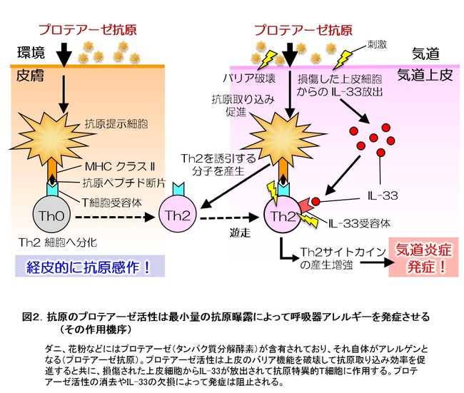 図２．抗原のプロテアーゼ活性は最小量の抗原曝露によって呼吸器アレルギーを発症させる（その作用機序）