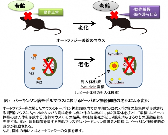 図：　パーキンソン病モデルマウスにおけるドーパミン神経細胞の老化による変化