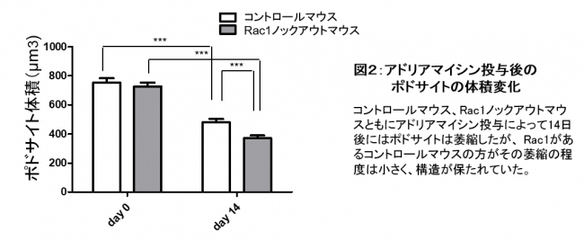 図２：アドリアマイシン投与後のポドサイトの体積変化