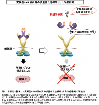 図２： 本研究で提示した変異型CALR蛋白質の多量体化を標的とした治療戦略の可能性