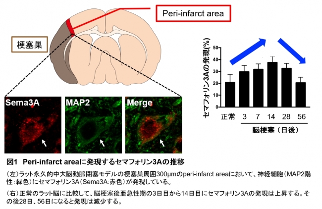 図1　Peri-infarct areaに発現するセマフォリン3Aの推移