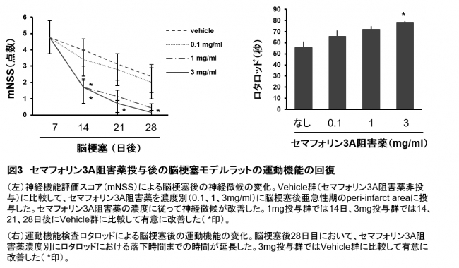 図3　セマフォリン3A阻害薬投与後の脳梗塞モデルラットの運動機能の回復