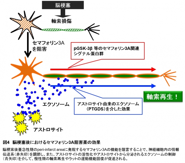 図4　脳梗塞後におけるセマフォリン3A阻害薬の効果