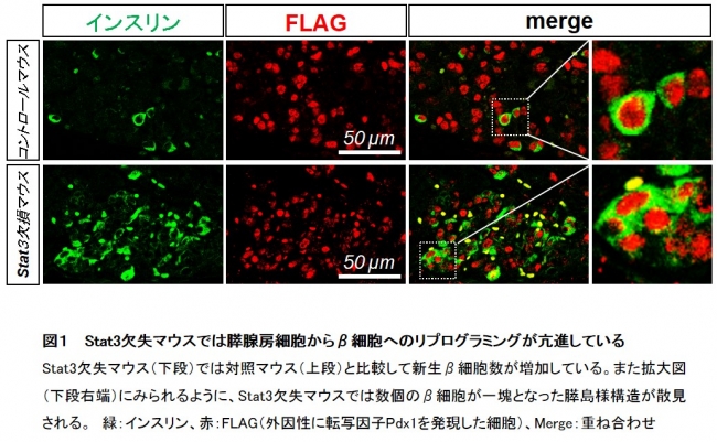 図１　 Stat3欠失マウスでは膵腺房細胞からβ細胞へのリプログラミングが亢進している