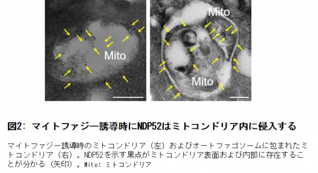 図2： マイトファジー誘導時にNDP52はミトコンドリア内に侵入する