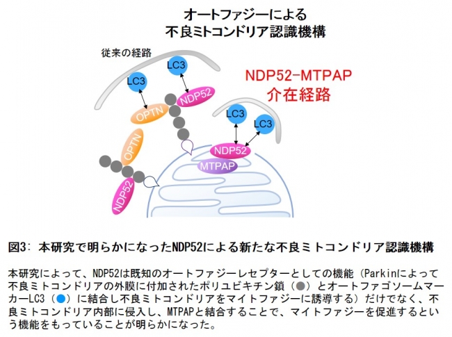 図3： 本研究で明らかになったNDP52による新たな不良ミトコンドリア認識機構