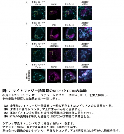 図1： マイトファジー誘導時のNDP52とOPTNの挙動