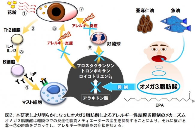 図2： 本研究により明らかになったオメガ３脂肪酸によるアレルギー性結膜炎抑制のメカニズム