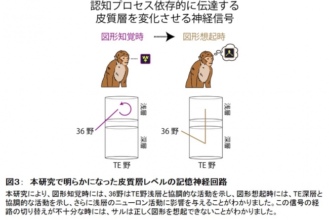 図３：　本研究で明らかになった皮質層レベルの記憶神経回路