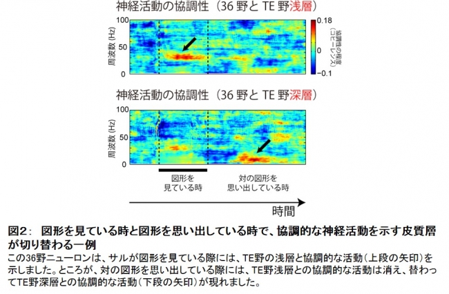 図２：　図形を見ている時と図形を思い出している時で、協調的な神経活動を示す皮質層が切り替わる一例