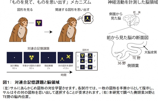 図１：　対連合記憶課題と脳領域