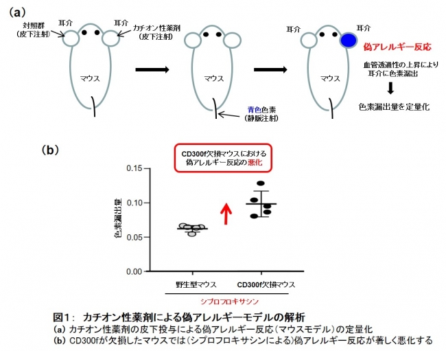 図１：　カチオン性薬剤による偽アレルギーモデルの解析