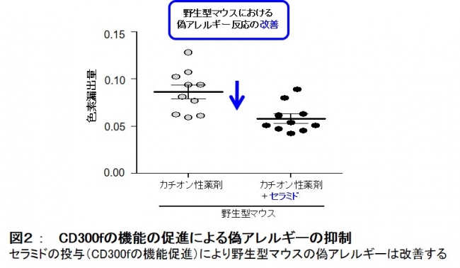 図２ ： 　CD300fの機能の促進による偽アレルギーの抑制