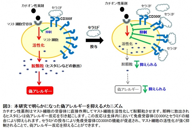 図３： 本研究で明らかになった偽アレルギーを抑えるメカニズム