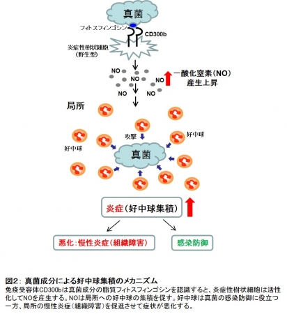 図２： 真菌成分による好中球集積のメカニズム 