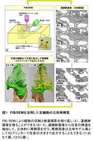 図１　FIB／SEMを活用した足細胞の立体再構築