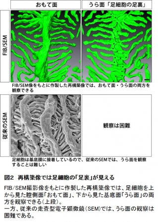 図２　再構築像では足細胞の「足裏」が見える