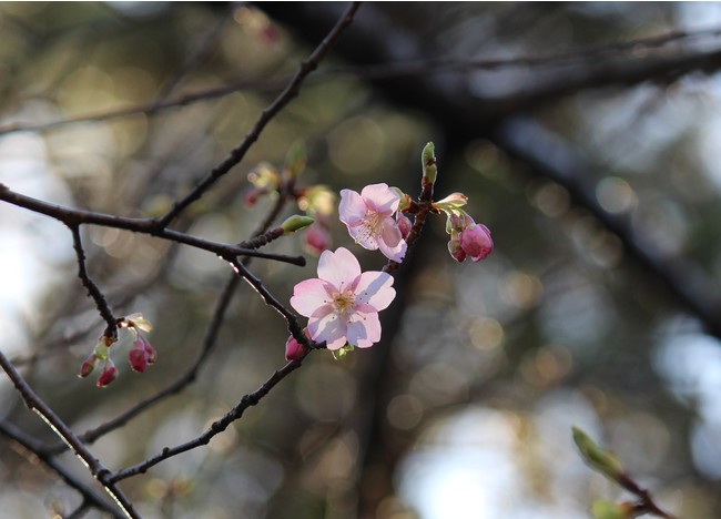 日本庭園の河津桜（2021年2月5日（金）12時撮影）