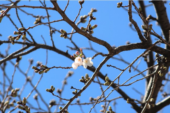 日本庭園の染井吉野（2021年3月15日）