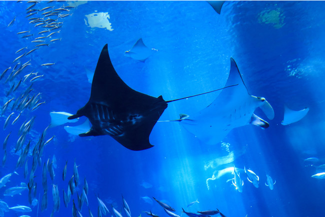 「国営沖縄記念公園（海洋博公園）：沖縄美ら海水族館」