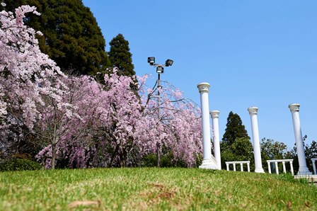 芝生広場のしだれ桜（開花時期は遅れる場合があります）