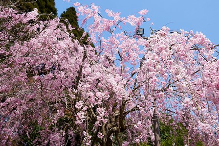 しだれ桜