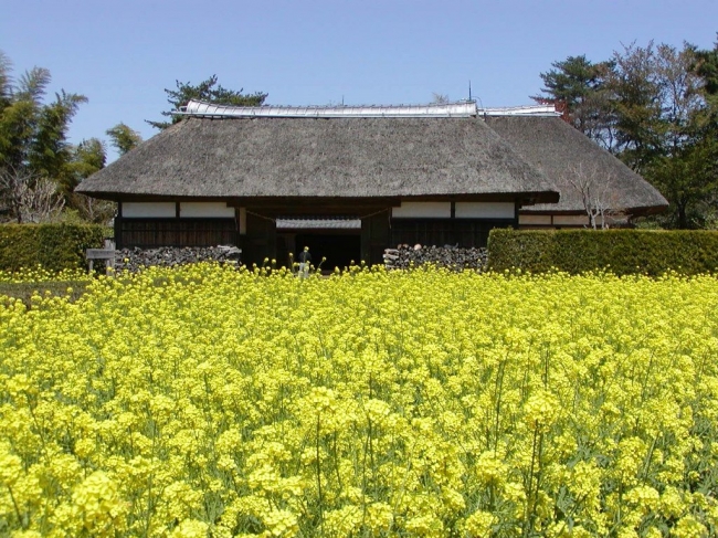 房総のむら　上総の農家　菜の花