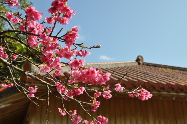 やんばる野山のお花巡り