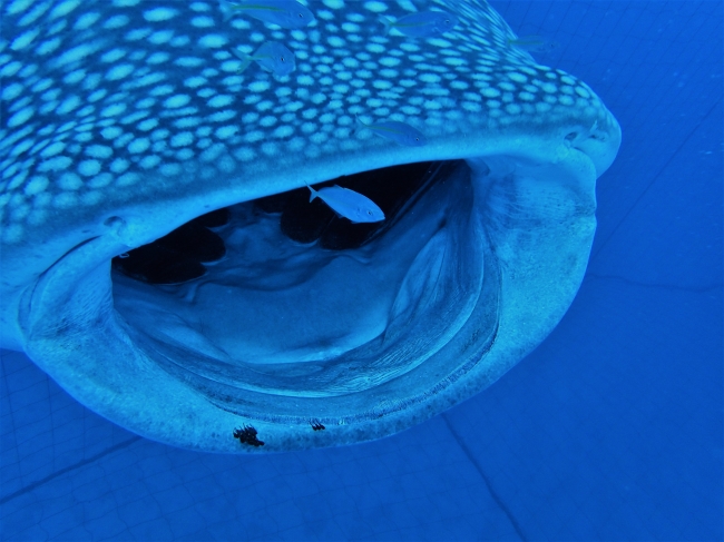 水族館の人気者を間近で見ることができるジンベエシュノーケル