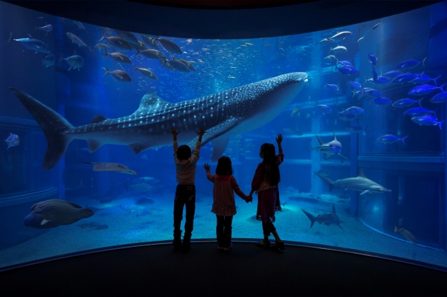 海遊館イメージその2