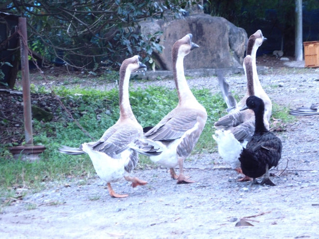 カラスから身を守るため、ガチョウを番人に散歩する「薩摩黒鴨」