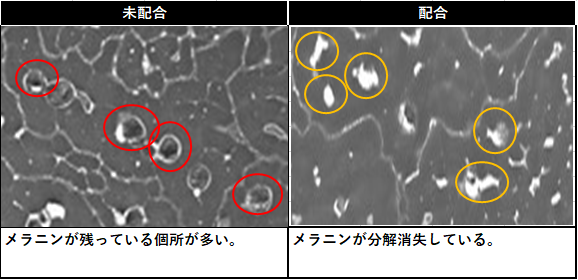 図1) 脱色効果の確認（毛髪断面SEM画像） 図2) 脱色効果の確認（色差計測定値、毛髪外観画像）