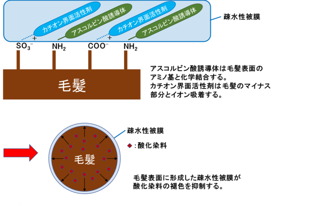 図3)アスコルビン酸誘導体、カチオン界面活性剤による疎水性被膜形成と褪色抑制のイメージ