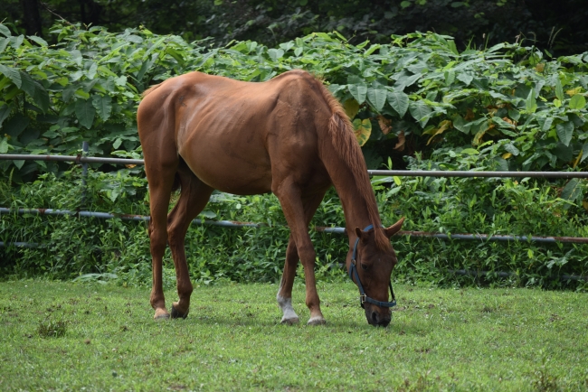 放牧地でのんびりと草を食むイブキ