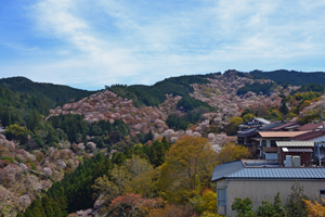 【吉野の千本桜】