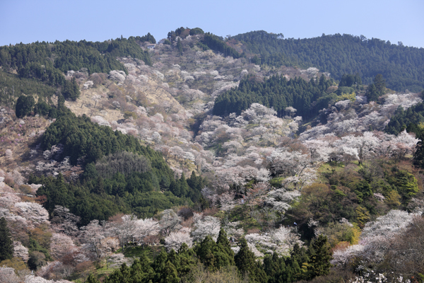 【吉野の千本桜】