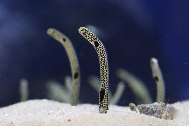 すみだ水族館のチンアナゴ水槽