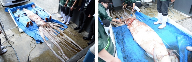 京都水族館に到着した「ダイオウイカ」　　　　　　　　　　「ダイオウイカ」測定のようす