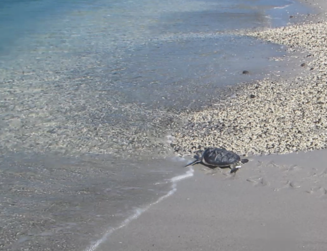 小笠原の海へ還るようす