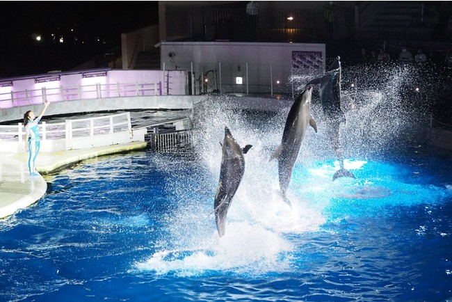 夜限定のイルカパフォーマンス