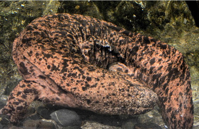 京都水族館のオオサンショウウオ