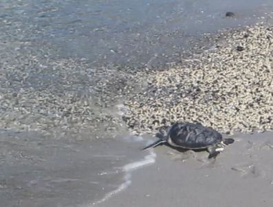 小笠原の海に還るようす