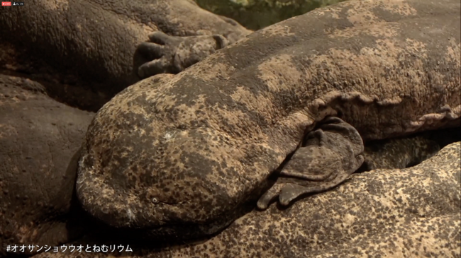 「オオサンショウウオとねむリウム」実施のようす