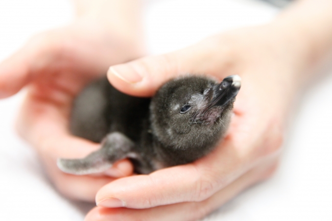 誕生したマゼランペンギンの赤ちゃん(生後5日目)